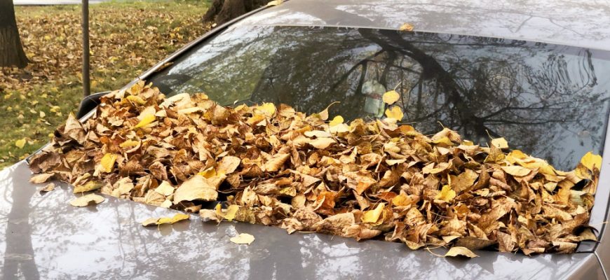 Что делать и куда обращаться, если машина пострадала во время урагана