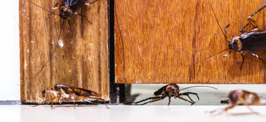 Что делать и куда пожаловаться, если в подъезде тараканы или крысы